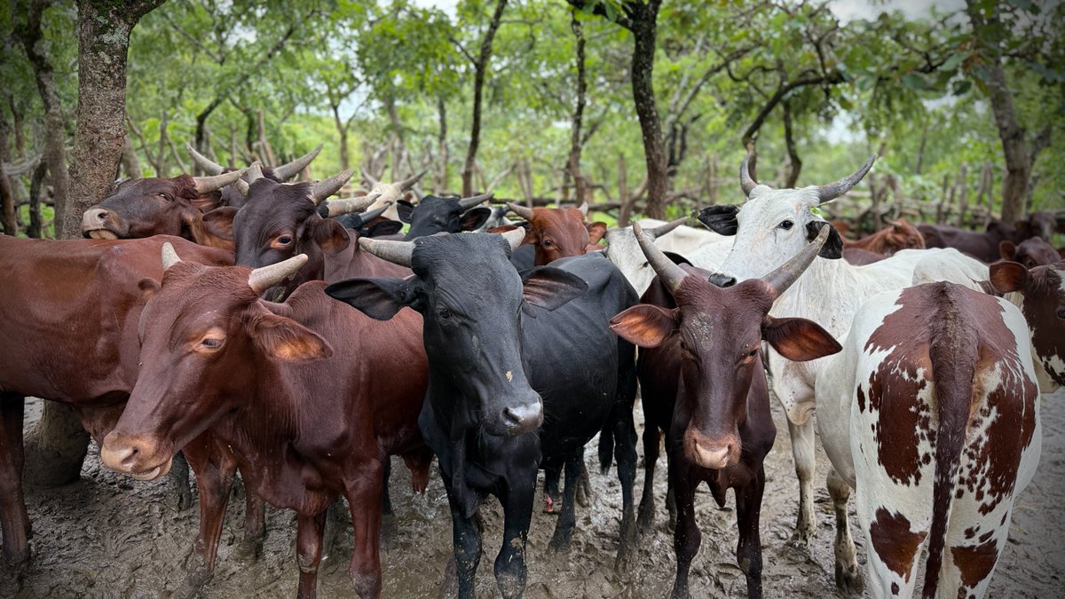 UN_CAR's tweet photo. À Niem-Yelewa (Nana Mambere), le 9/7, la #MINUSCA a remis 24 bœufs à 40 éleveurs formés dans le cadre du #CVR. Une initiative qui favorise la réinsertion économique, renforce la cohésion sociale et contribue à une paix durable dans la localité https://t.co/au7vAmI3C3