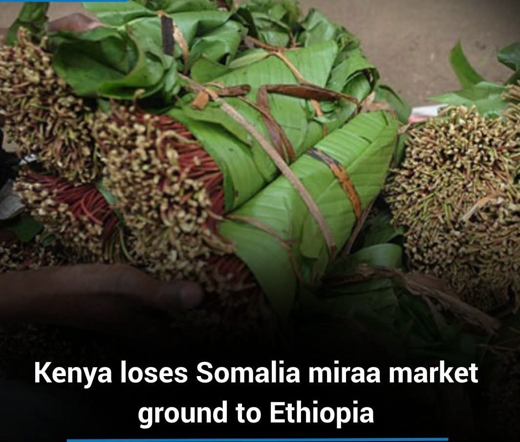 Mo_kingly's tweet photo. Somalia select Ethiopia against Kenya on Miraa Import causing panic.Kenya's economy earns almost Kes 1.5 billion monthly on Miraa Exports. Farmers decry losses citing lack of government intervention. 
Is Meru governor Mutuma M'Ethingia aware? 😂 
#Miraa #Somalia #Ethiopia #Meru https://t.co/canBzCLgBB