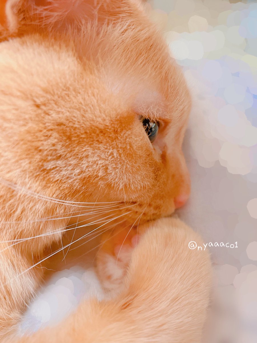 aco22222o's tweet photo. 顎乗せきゅるるん🐈🐾

#ねこかわいいね  #猫のいる暮らし  #猫好きんと繋がりたい https://t.co/vnFhXEsuTm