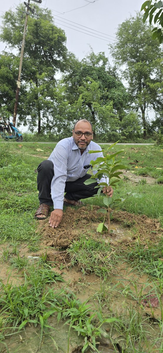 Eddmitauli's tweet photo. TREE PLANTATION UNDER EDD MITAULI DIVISION, LAKHIMPUR https://t.co/k7ndMVN4It
