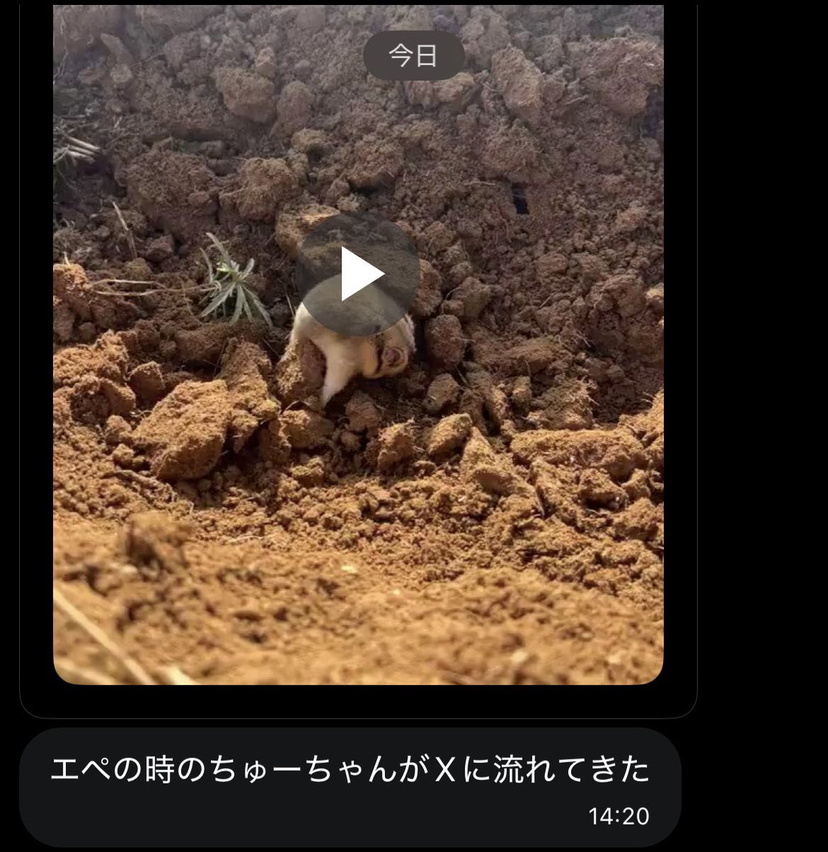chu_game's tweet photo. こんなに可愛いのにエペで大トロして
お前、船降りろ！！って言われた😣 https://t.co/gDWHknAe8M