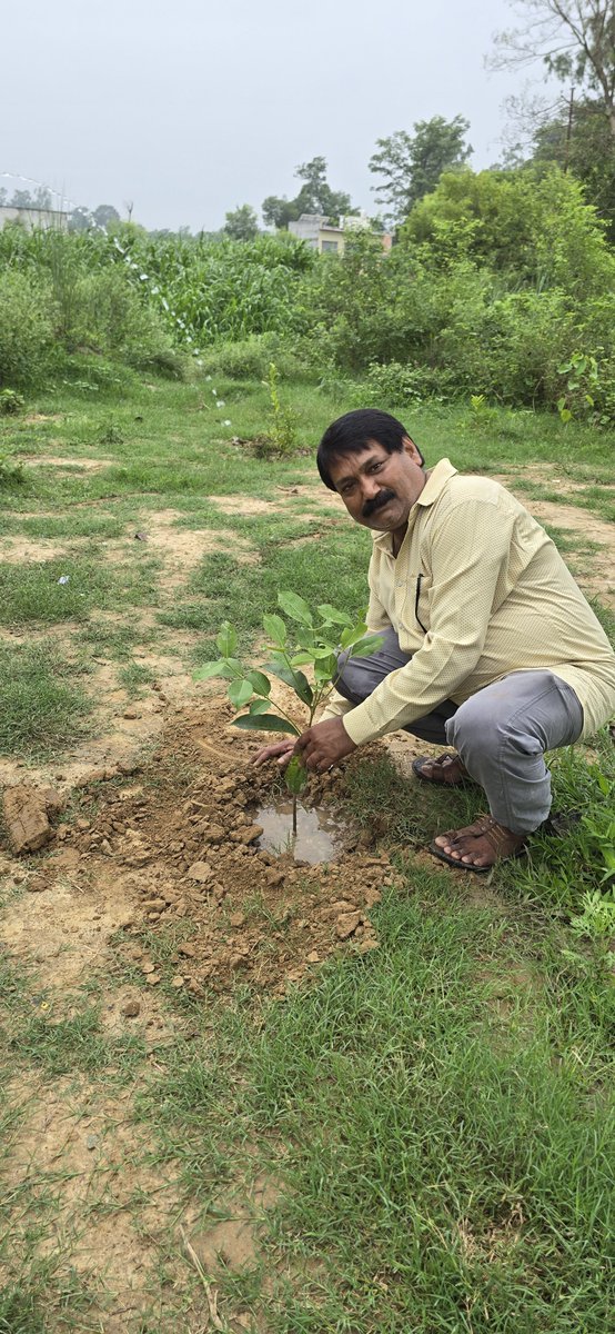 Eddmitauli's tweet photo. TREE PLANTATION UNDER EDD MITAULI DIVISION, LAKHIMPUR https://t.co/k7ndMVN4It