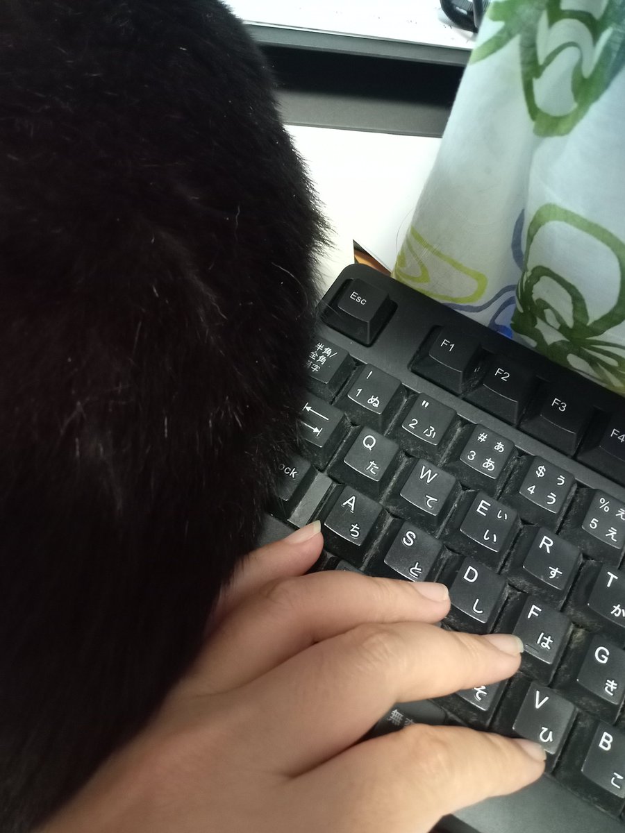 mkaki2's tweet photo. 机の上に猫が転がってる(左側半分の黒い固まりが猫の背中ね)これが世に言う猫ハラか😸左のShiftとかCtrl使えないし暑い。 https://t.co/aJpl5V5Wly