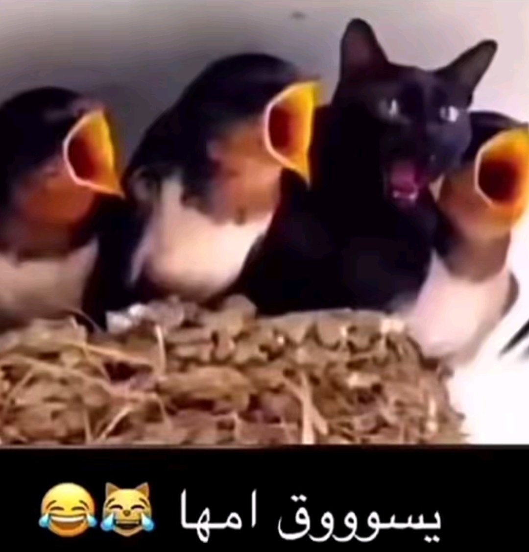 ahmadmtsm2's tweet photo. @11o2323 @ebriiz1 https://t.co/4GSzCWadlp