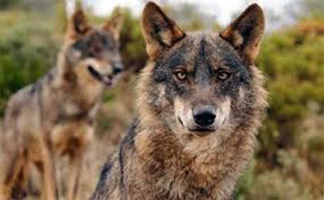 TheoOberhuber's tweet photo. Ecologistas en Acción y Fondo Lobo impugnamos ante los tribunales el informe que declara "favorable" el estado de conservación del lobo ibérico.

No nos vamos a rendir.

https://t.co/fIAQXKNiXp https://t.co/D6RLI6WP5D