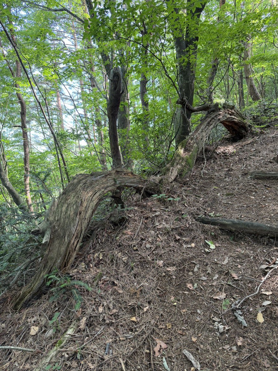kuchiimama's tweet photo. 冠着山登山。
姨捨山山頂の神社に参拝⛩️
#冠着山
#姨捨山
#神社 https://t.co/1ODMOUelXW