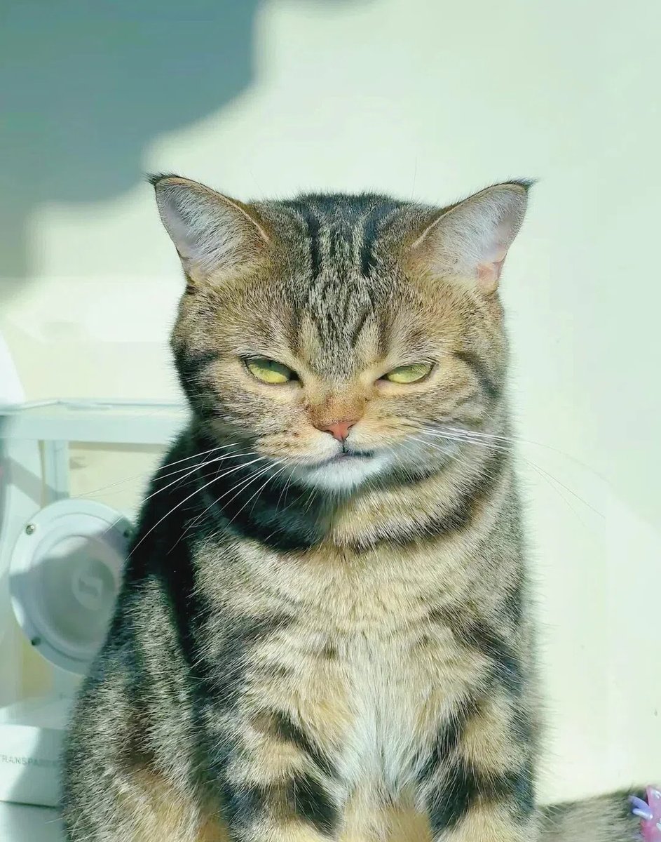 avevoruna's tweet photo. Cool Kitty https://t.co/nnjgvVWawg