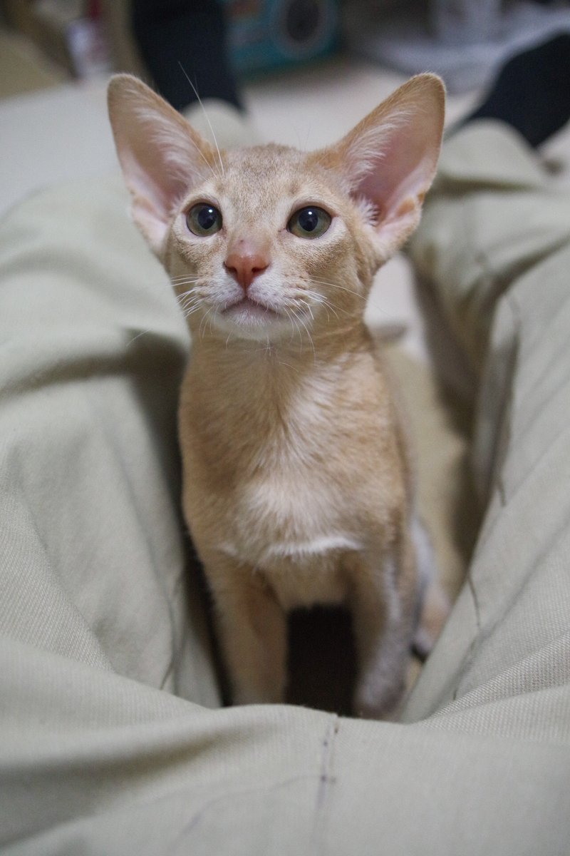 shogetsuan's tweet photo. 猫カフェにゃーにゃーにゃー続き🐈🐈🐈
ちなみに昨日の栗坊が写真1枚目🌰
2枚目が栗坊の子猫時代🌰✨
3枚目が伊予助🍊
やっぱ似てるよね
#猫カフェにゃーにゃーにゃー 
#アビシニアン https://t.co/1slvJnkdak