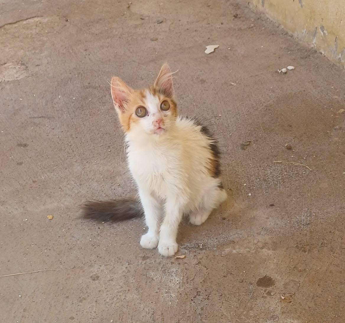 zllktlr's tweet photo. "Acil yuva ilanı Antalya
ENGELLİLERE ÖNCELİK
0546 432 4007
Adi çilek  dişi
3 aylık civarı
Gözleri az görüyor  ömürlük yuva https://t.co/cfTbLHo9yk https://t.co/FCvtvzq54Y