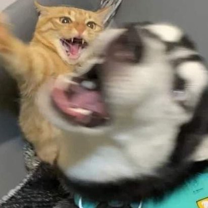 tomartinpudding's tweet photo. mj 🦮🐈 https://t.co/SBBGZcMyYa