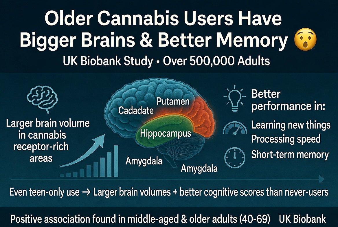 marclanders's tweet photo. Older cannabis users have bigger brains and better memory — new UK Biobank study shocks researchers 😲

A huge health study with over 500,000 adults!

People who had used cannabis at some point in their lives had larger brain volume in areas rich in cannabis receptors (like the caudate, putamen, hippocampus, and amygdala).

More lifetime cannabis use was linked to better performance in learning new things, processing speed, and short-term memory.

Even people who only used cannabis during their teenage years had larger brain volumes and better cognitive scores than people who never used it.
https://t.co/mc7OswjkhS