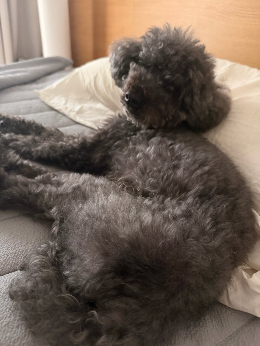 jonghyyun's tweet photo. omg ??????? kibum just posted his dogs on bubble 😭😭😭😭😭😭 https://t.co/gg7l7MTDgS