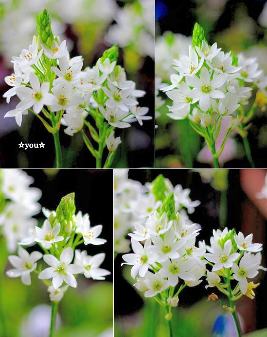 you__uuu's tweet photo. こんばんは.｡o○☆   　
今週もお疲れ様でした　

プ レ ゼ ン ト に も･* 　
人 気 の 白 い 花..｡  
オ ー ソ ニ ガ ラ ム　
  ( 純 粋 / 無 垢 )    

#花好きな人 　
#写真好きな人と繋がりたい https://t.co/QYgp2xUwYr