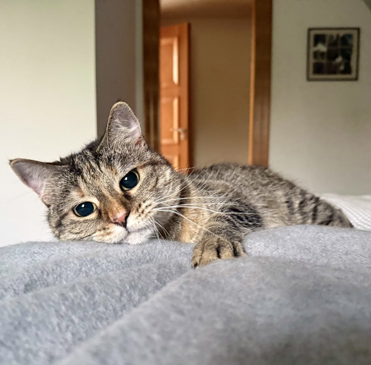 PickliciousF's tweet photo. What if every little cat is only allowed a finite number of treats in their life and I’ve already eaten mine??? https://t.co/6OmxfTtDkq