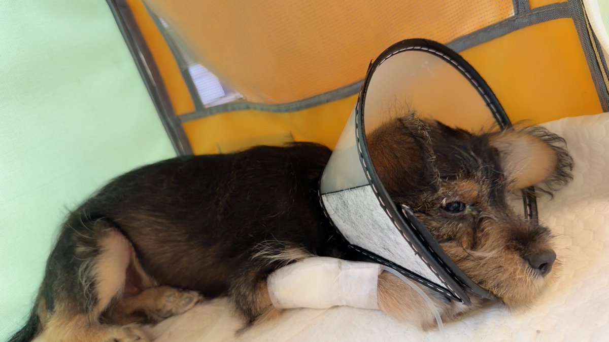 Lms200736's tweet photo. This little guy has such a strong will to live. But I’ve reached the point where I simply can’t afford any more treatment. It breaks my heart. https://t.co/gzYkAQVaac