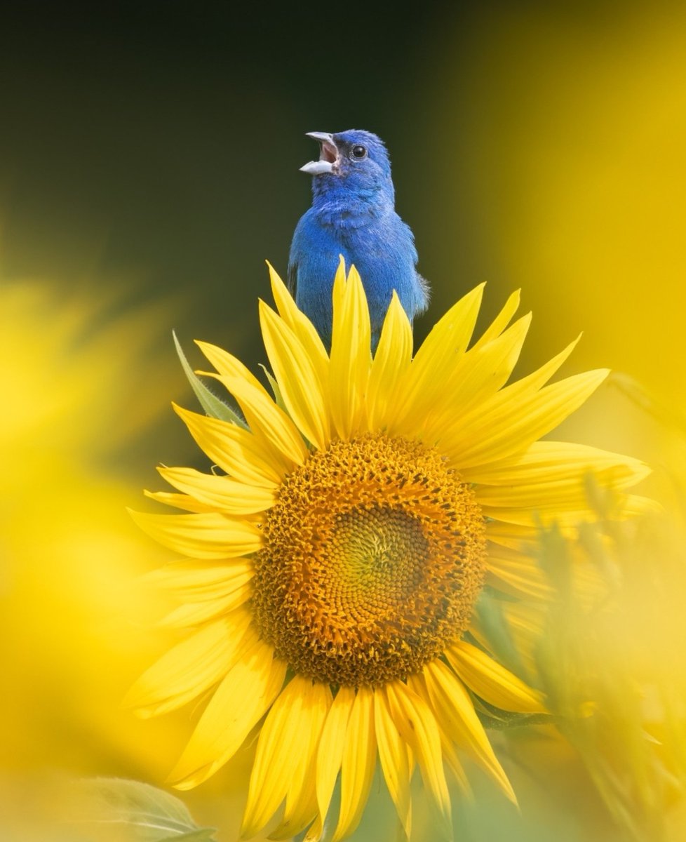 Hana_b30's tweet photo. An Indigo Buntings clings to a sunflower in a sunflower field while vocalizing in Poolesville, Maryland. 

📸 Anthony Barsotti https://t.co/hMqYskg4Wq