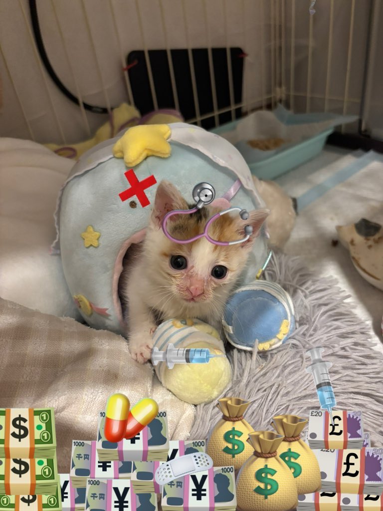 yapomesa's tweet photo. 熱中症対策にごおくえんしょほうちておきまちゅね https://t.co/wThq5hvCxN
