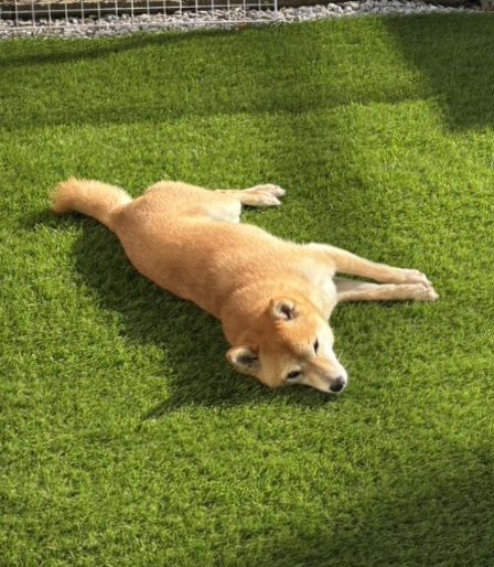 mameshibadays's tweet photo. こんばんわ✨日光浴けんた🐶 #豆柴 #柴犬 https://t.co/njEYHvqThn