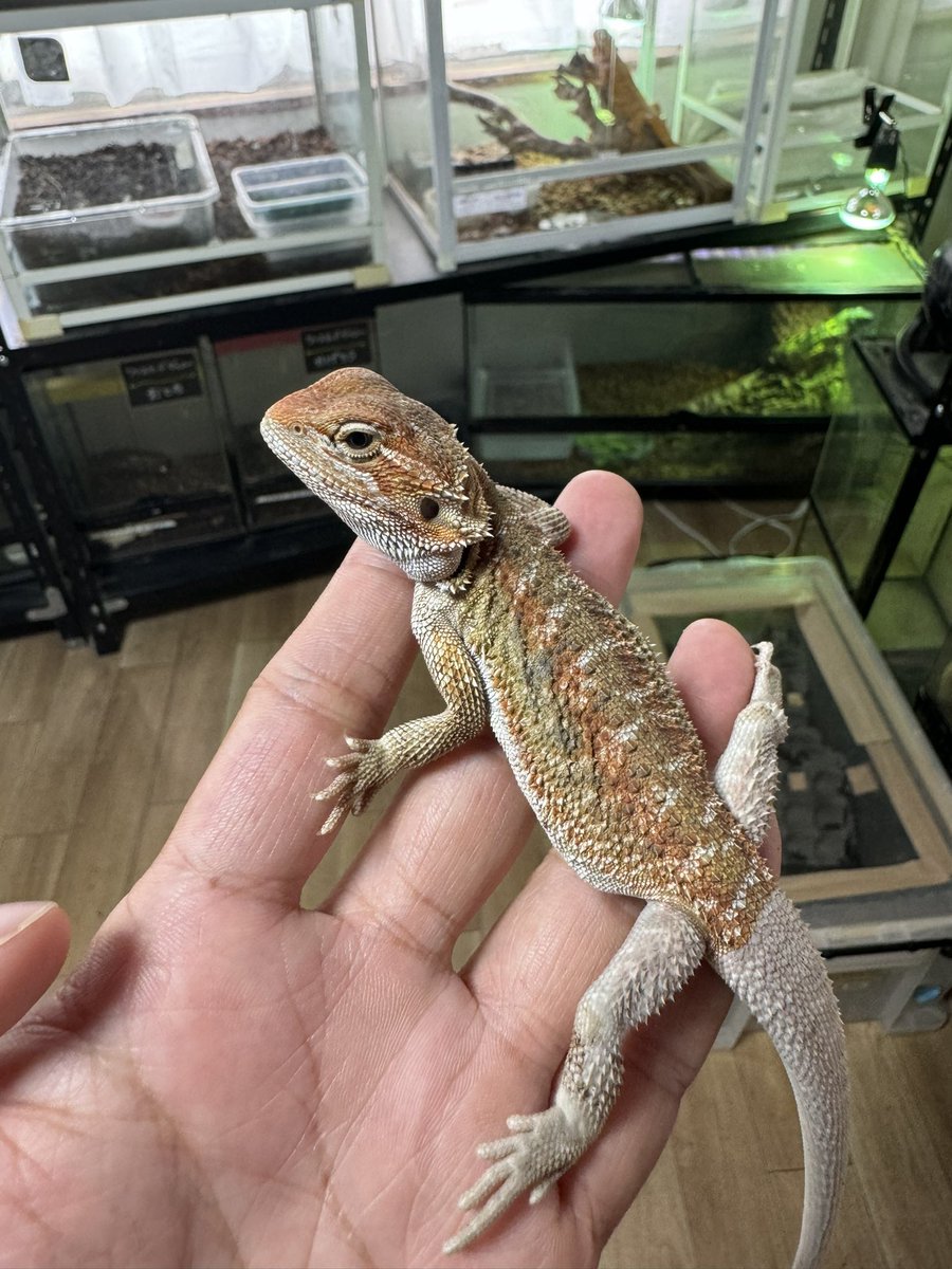 B28872130's tweet photo. フトアゴベビーが続々と産まれています🥰🦎可愛い〜😍もう少し大きくなったら販売開始しますので少々お待ちを‼️🙏
それまで大切にみんなでお世話頑張るぞー💪😤作業所にて販売もしていますので是非お問合せ、ご予約お待ちしています☺️
#作業所 #就労継続支援B型 #福祉施設
#爬虫類販売 #就B https://t.co/iMp0edUT7V