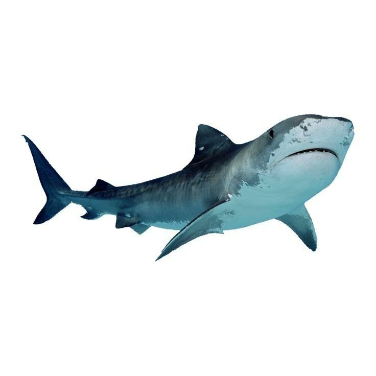 c4lsncream's tweet photo. n missed fishies

   if you miss a fishie, that's okay.ᐟ pick a new fishie, that's further away than your previous fishie, and aim to "hunt".ᐟ alternatively, add an additional 10mins to your route for every missed fishie.ᐟ https://t.co/ukETMtjnq3