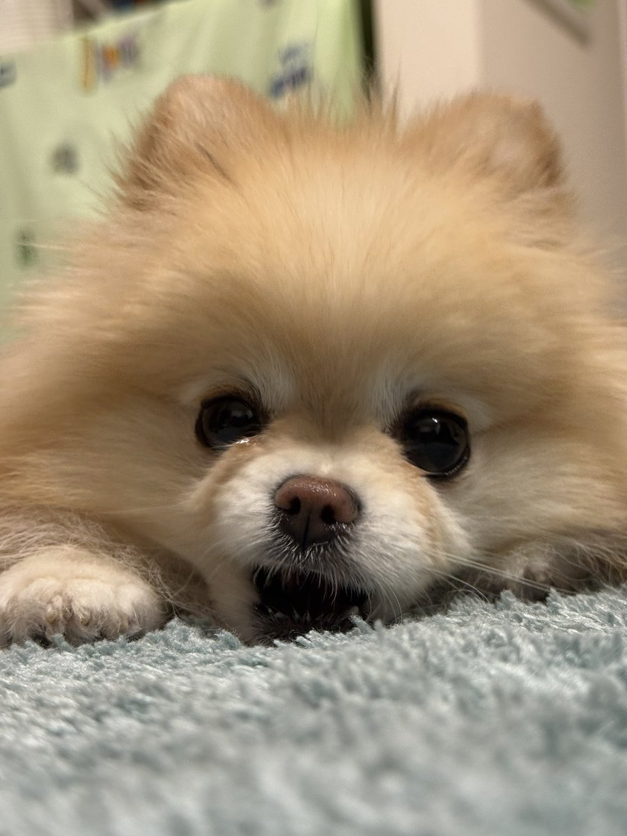 ポメラニアンの若様 (@pomeranian_waka) / Posts / X