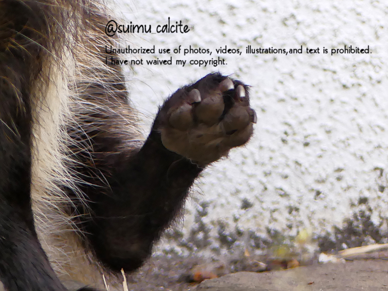 suimu_calcite's tweet photo. たぬきんようび。
　　
#円山動物園　#エゾタヌキ　りく https://t.co/mHFkf5HtLv