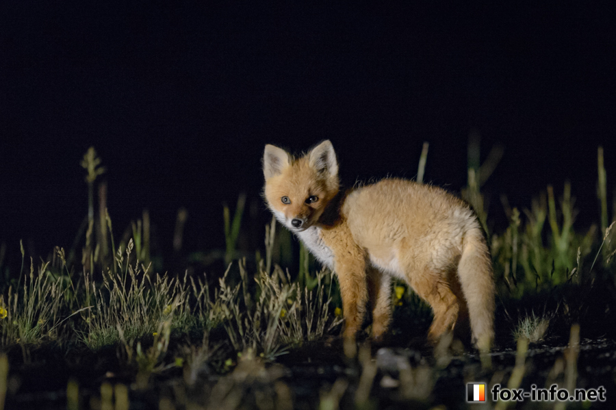 fox_info_net's tweet photo. 深夜の子ぎつね🦊🌙 https://t.co/poy2FfVwJ1
