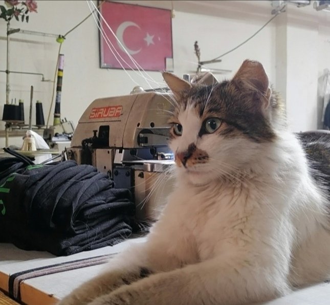 tttekir's tweet photo. asalet 🇹🇷😼 https://t.co/seRmfmHoc4