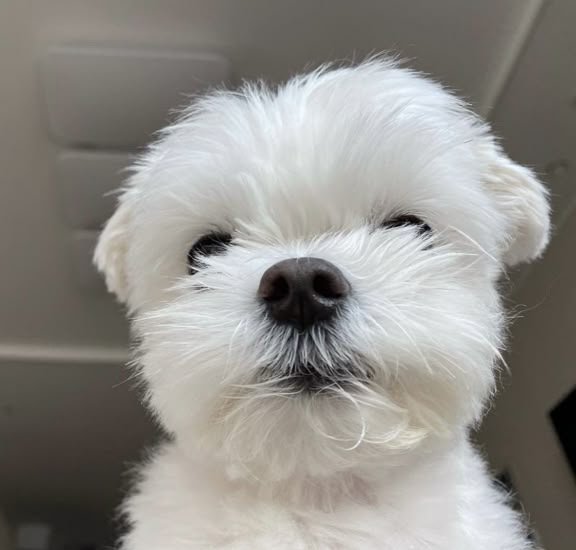 byeol_ice's tweet photo. 멍❕️ https://t.co/d8dwuQJtq8
