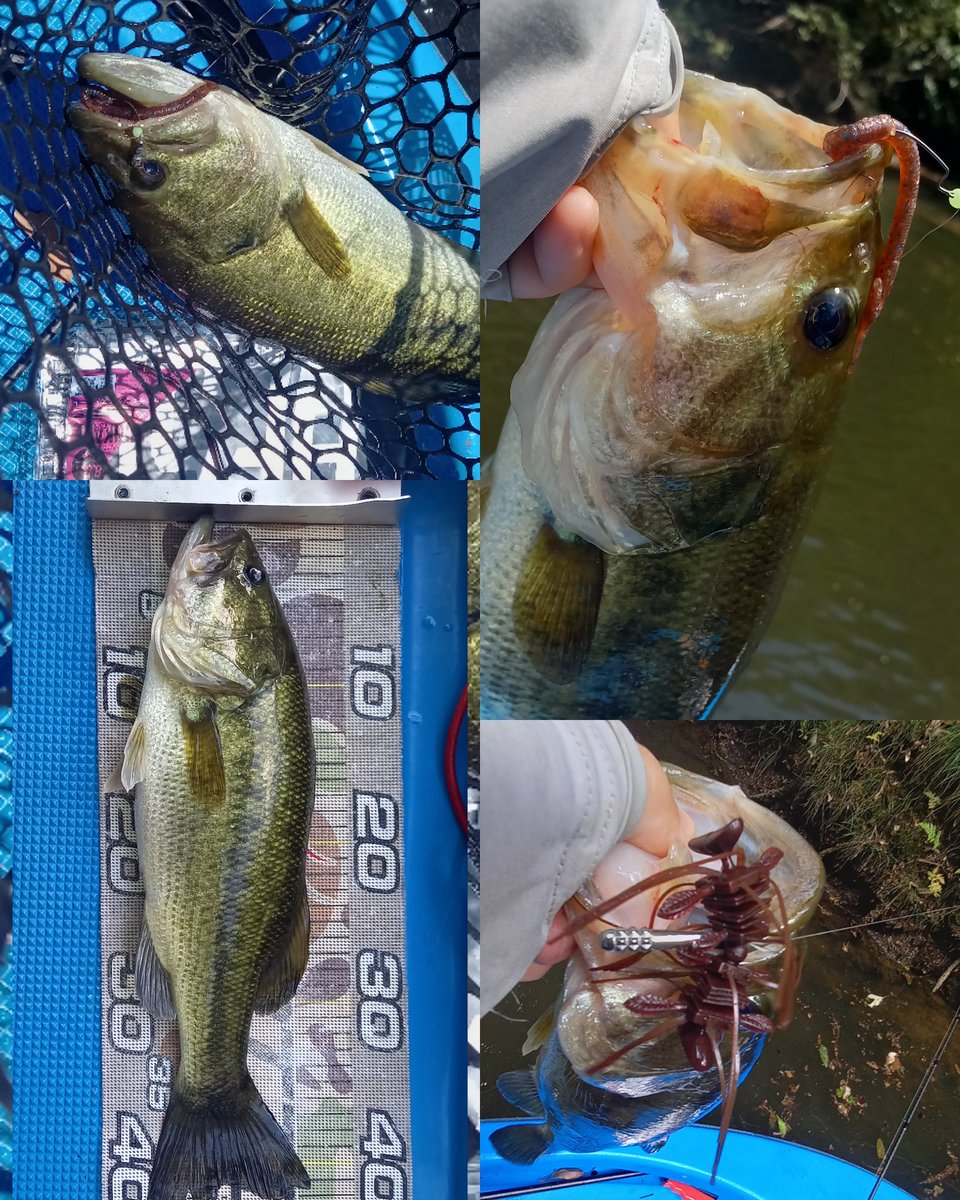 takehikobass's tweet photo. 本日も三島🔥頭42で28本。
最大含めたほとんどの釣果がキリカケディバイド3.8の1.8gフリーリグ！
#ともゑ釣り舟
#三島湖
#笹ぱん会
#KAESU 
#キリカケディバイド https://t.co/oUjkHmalh7