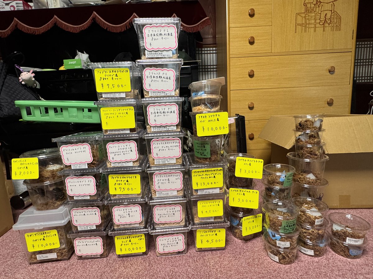 tae_chuber's tweet photo. たえたそちゃんねるSBで販売する昆虫🪲になります！
値段がつけてないものもまだありますが、とりあえず今回はこんな感じの販売リストになります！
その他Tシャツ👕、キャップ🧢グッズ類も持っていきます〜！ https://t.co/jCsFINHNaO