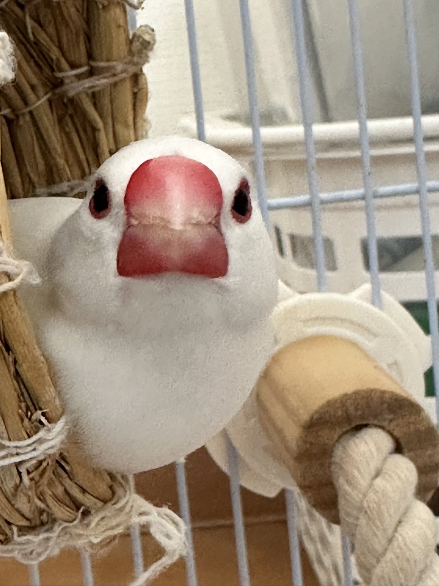 torinosimobe's tweet photo. 真正面うめぼしおににり https://t.co/WZJtcT7HUH