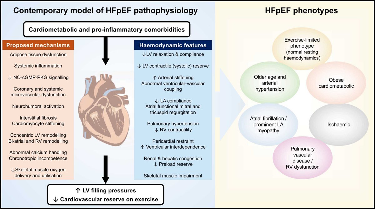 RositaZakeri's tweet photo. Diagnosing and managing HFpEF can be challenging.

Our new @ClinMedJournal review is a practical guide to recognising, diagnosing and managing HFpEF, including common pitfalls, current therapies, and what HFpEF is (and isn't).

https://t.co/D6zSVg5ggL

#HFpEF #HeartFailure #MedEd https://t.co/V0Hi1bxDta