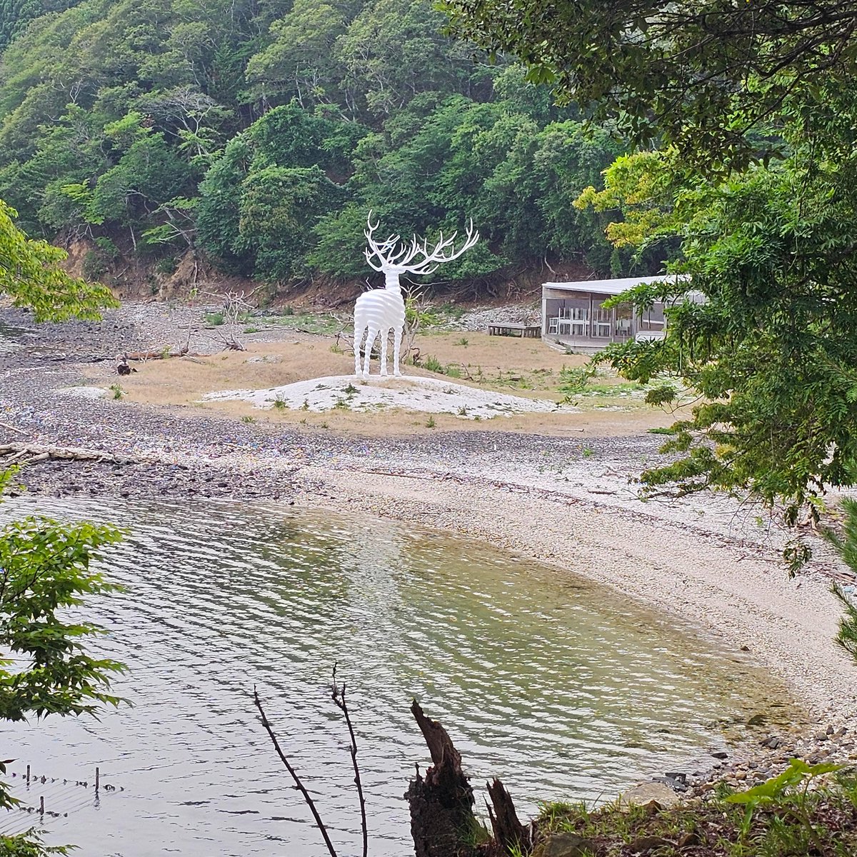 都会で見つけた白い鹿 #WhiteDeer