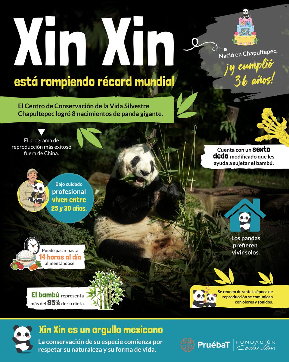 PruebaT_org's tweet photo. ¡Xin Xin está rompiendo un récord mundial! 🐼🇲🇽 
Con 36 años cumplidos en Chapultepec, nos demuestra que la conservación de las especies comienza por respetar su naturaleza y su espacio vital 🌿🤝.

Concientiza y aprende más aquí 👇
🔗 https://t.co/OW4n8mvwvu https://t.co/Wd8565Wm24
