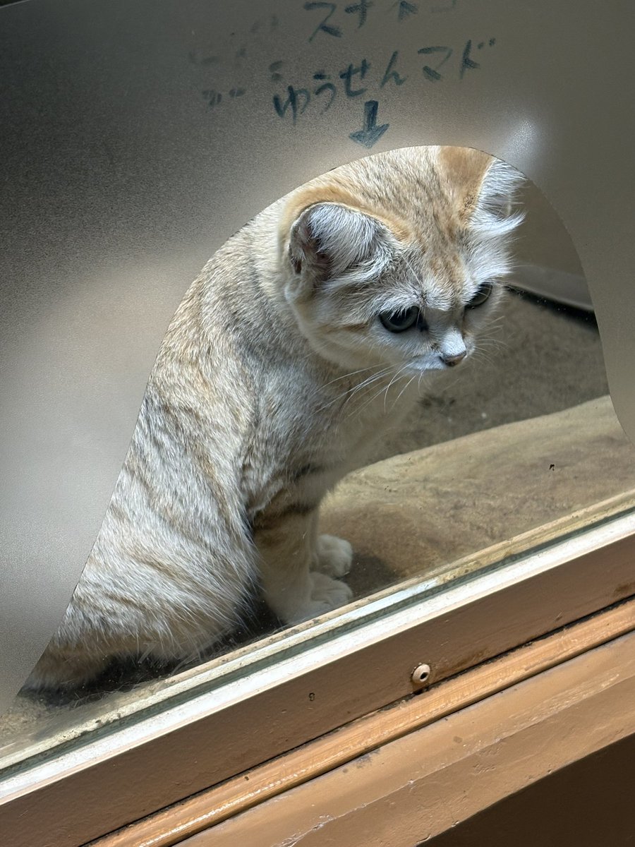 Belfine_Tweety's tweet photo. 入口を見つめるアミーラちゃん
箱ベッドの窓からチラッとムスタくんは初めまして！
キサクくん元気かな
#アミーラ　#ムスタ
#スナネコ
#埼玉県こども動物自然公園 https://t.co/Tl7tbS6El9
