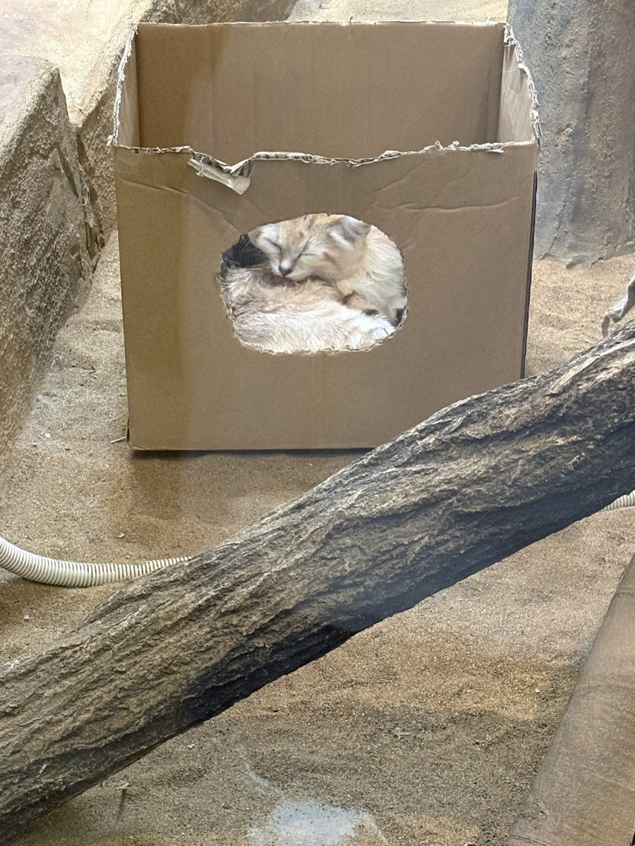 Belfine_Tweety's tweet photo. 入口を見つめるアミーラちゃん
箱ベッドの窓からチラッとムスタくんは初めまして！
キサクくん元気かな
#アミーラ　#ムスタ
#スナネコ
#埼玉県こども動物自然公園 https://t.co/Tl7tbS6El9