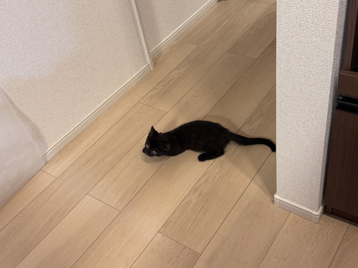jijicat0308's tweet photo. 小さい体でとうせんぼしてくるww

ほんとに650kgあれば確実にとうせんぼできたろうになw

上目遣いを覚えよって…😂 https://t.co/Ur6OfOsRav