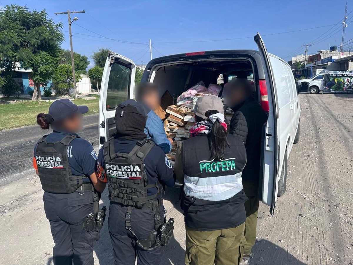 Noticiasrth's tweet photo. 58 aves endémicas y orquídeas fueron rescatadas del mercado negro en Tlacotepec y Tepanco
#Noticias #Tehuacán #Profepa #Tepanco #Tlacotepec #Decomiso #cenzontle https://t.co/6XcHwSftth https://t.co/ZoaJbVfIPD