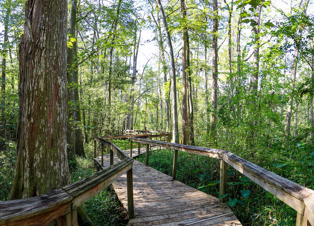 agenttwalkersf's tweet photo. Bluebonnet Swamp Nature Center offers 103 acres of real Louisiana swamp trails, wildlife exhibits, and history minutes from downtown Baton Rouge.
https://t.co/r3PGjv1bWZ https://t.co/mUzXxJdeJ3