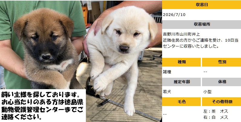 doubutukyushutu's tweet photo. #徳島 #迷子犬
▼7/10収容　若犬　左：茶♂、右：白♀
吉野川市山川町井上　にて
▼飼い主さん、お心あたりある方、至急ご連絡を！
命にきちんと向き合い、守ってほしい　殺処分は廃止！ https://t.co/sZDilUiHTB