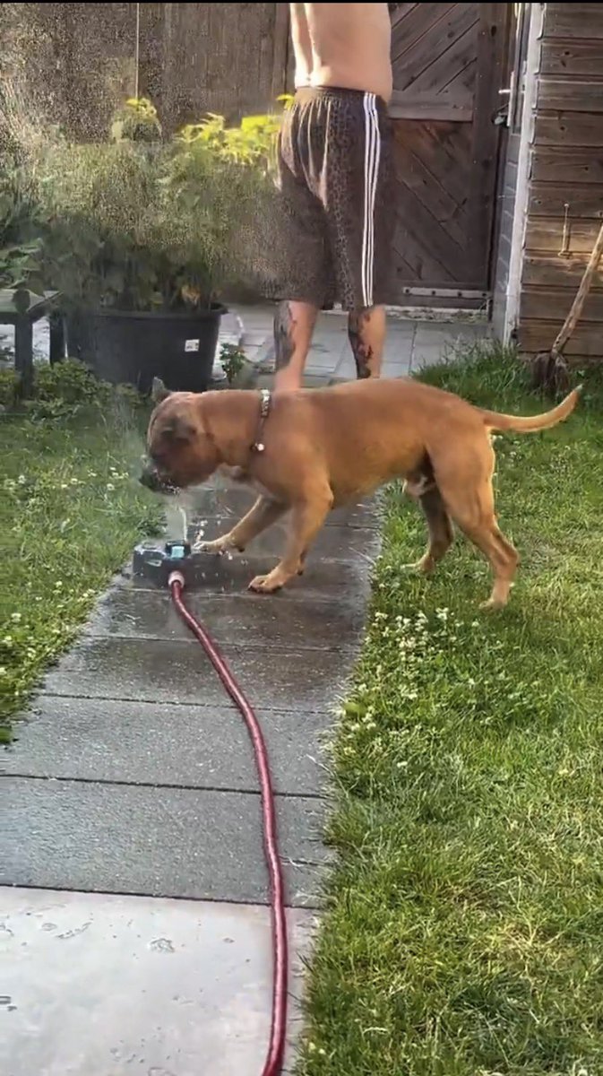 tallglsh2o's tweet photo. @Raclure03 The proud dad moment was beautiful🥰💪🏾🐕💧 https://t.co/ENSEls2LaC