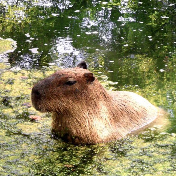 TheTorontoZoo's tweet photo. Happy #CapybaraAppreciationDay from Tootsie 💚

Capybaras are the world's largest rodent. Native to South America, they can be found near bodies of water such as lakes, rivers, and wetlands.

Read more about our resident ambassador in the Mayan Temple: https://t.co/S1Duk4CXDi https://t.co/YzP7XNxRWf