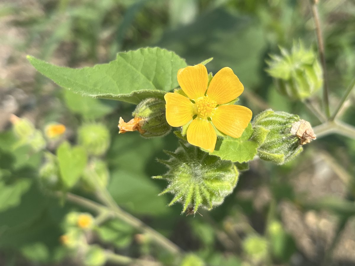 zassoproject's tweet photo. 【更地のイチビ】
どうなったかなと様子を見に行ったら、花を咲かせていました。 https://t.co/ulQruVrLI4