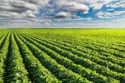 shiny_africa's tweet photo. Straight rows and uniform spacing maximize sunlight interception for optimal photosynthetic efficiency
#CropScience #Agronomy #FieldManagement #PlantScience #SustainableFarming https://t.co/6x7rIdDg4m