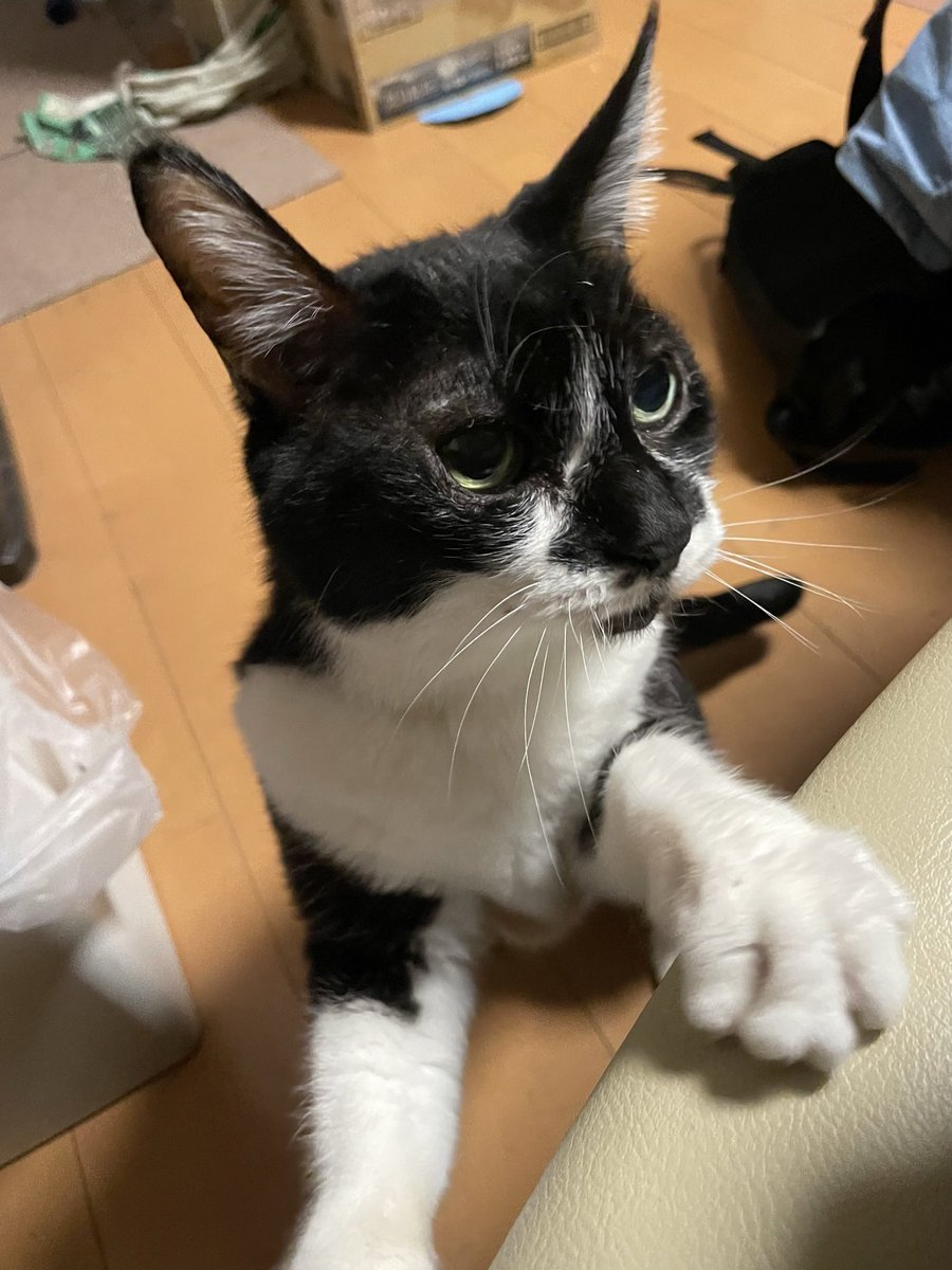 METALBEER's tweet photo. 我が家のアイドル
鉄子さんが、今夜旅立ちました

23歳

猫としては本当に長生き
人間で計算すると100歳超えの大往生でした

人生の半分を共にした愛方

今までありがとう
愛してるよ
お疲れ様 https://t.co/tp56z84UtH