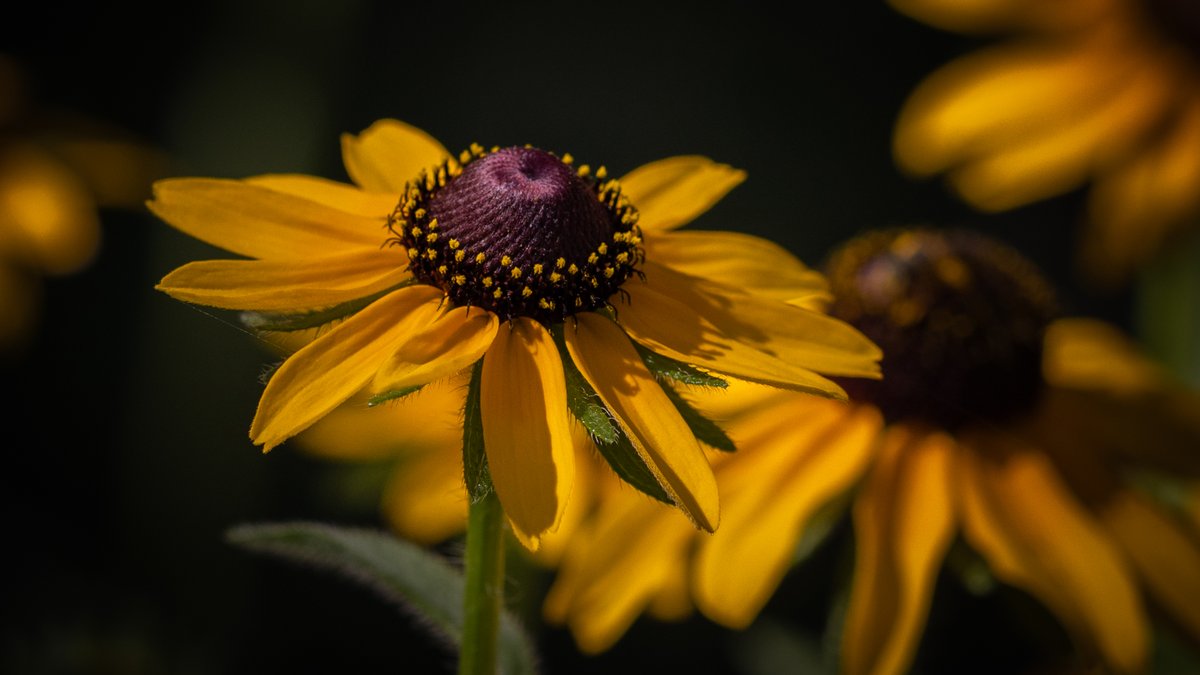Tina Quillen Photography tweet media