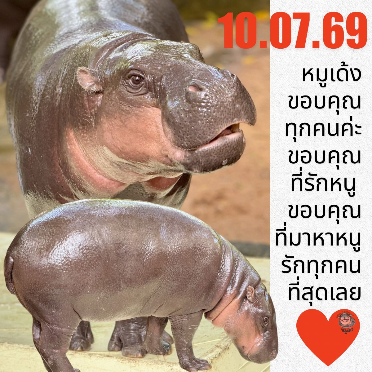 KhaokheowZoo's tweet photo. 🦛 ขอบคุณค่ะ วันนี้ได้รับความรักเต็มพุงเลย ❤️

#หมูเด้ง #MooDeng #สวนสัตว์เปิดเขาเขียว #หมูเด้ง2ขวบ https://t.co/1enDJFLGJ6