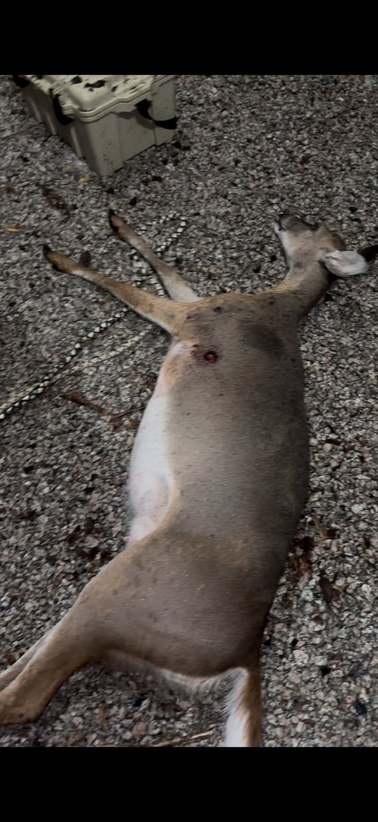 Jfurr22's tweet photo. @rallynate Exit wound of a 150 grain superformance at 100yrds. It all depends on shot placement https://t.co/cjkukeu5DD