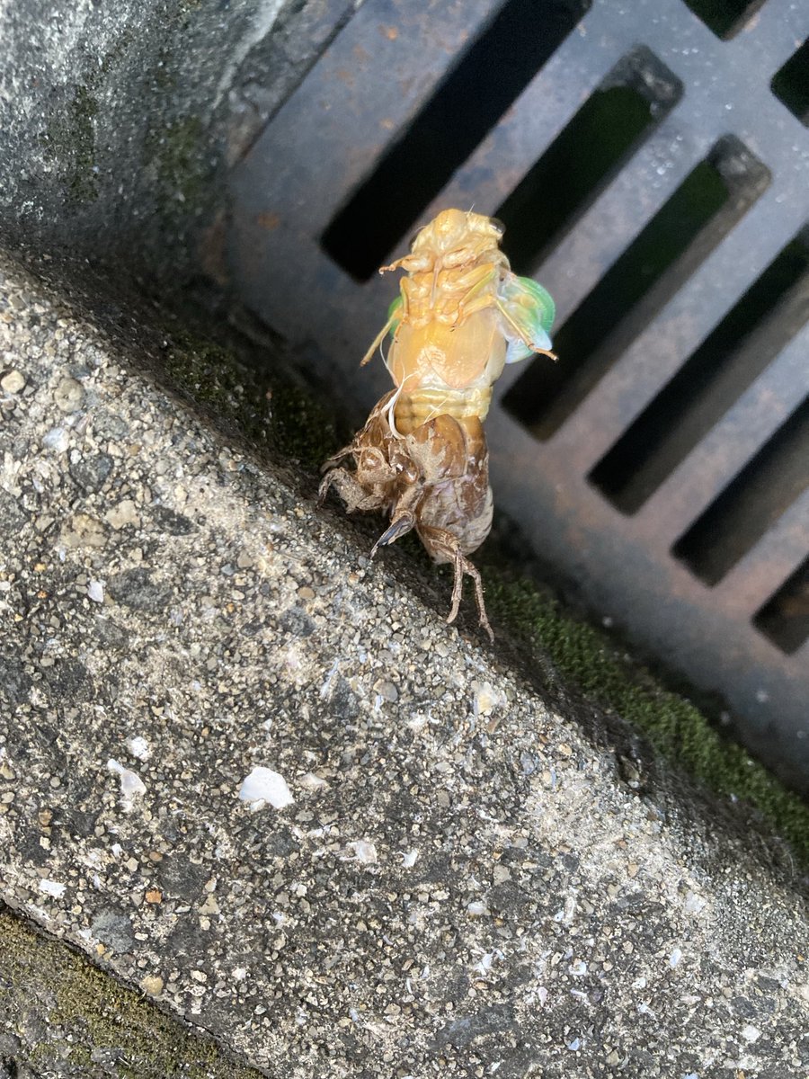 kyoncha1's tweet photo. 帰宅して溝にゴミ落ちてるのかと思ったら蝉が脱皮中だった。 https://t.co/wmqit0u442